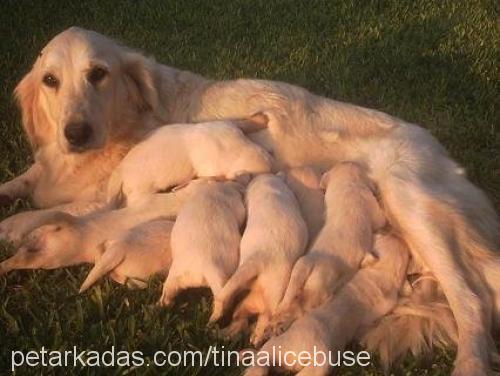 alice Dişi Golden Retriever